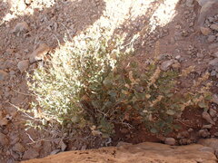 Atriplex confertifolia
