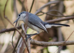 Polioptila albiloris