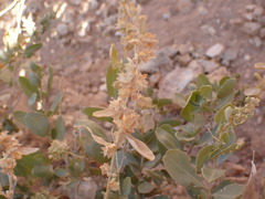 Atriplex confertifolia