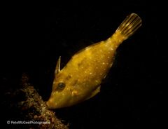 Meuschenia trachylepis