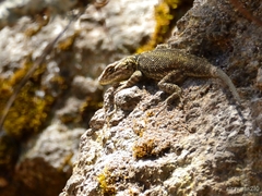Sceloporus bulleri