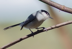 Polioptila albiloris