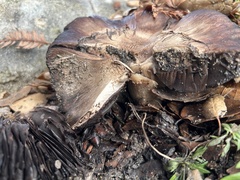 Entoloma ferruginans