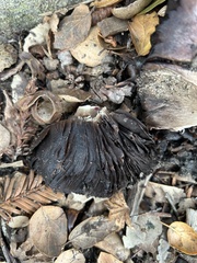 Entoloma ferruginans
