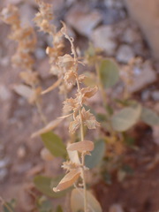 Atriplex confertifolia