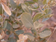 Atriplex confertifolia