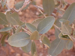 Atriplex confertifolia