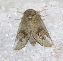 Rifargia subrotata