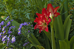 Hippeastrum reginae