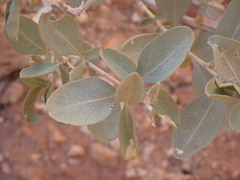 Atriplex confertifolia