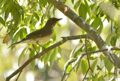 Turdus assimilis
