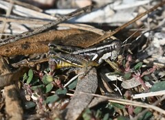 Paraidemona