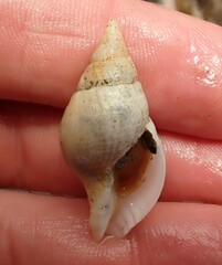 Buccinulum pertinax