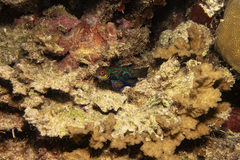 Synchiropus splendidus