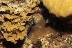 Synchiropus splendidus