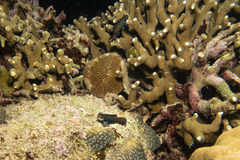 Synchiropus splendidus