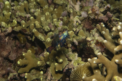 Synchiropus splendidus