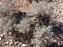 Atriplex confertifolia