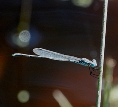 Austrolestes leda