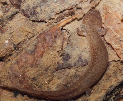 Pseudotriton ruber ruber