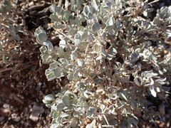 Atriplex confertifolia