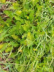 Leptinella plumosa