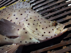 Chromileptes altivelis