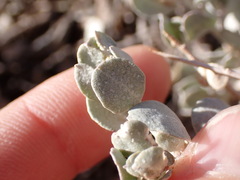 Atriplex confertifolia