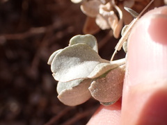 Atriplex confertifolia