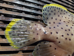 Chromileptes altivelis