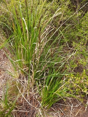 Carex appressa