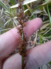 Carex appressa
