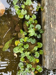 Nymphaea thermarum