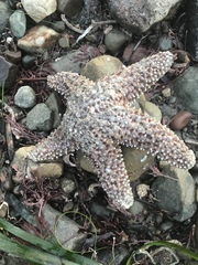 Pisaster giganteus