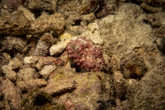 Calappa bicornis