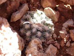 Pediocactus bradyi