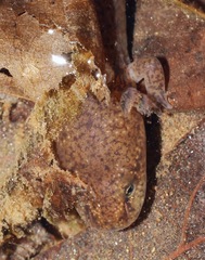 Pseudotriton ruber ruber