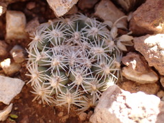 Pediocactus bradyi
