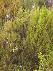 Dracophyllum