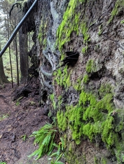 Dicranella heteromalla