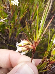 Dracophyllum
