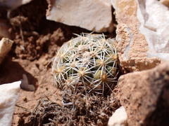 Pediocactus bradyi