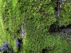 Dicranella heteromalla