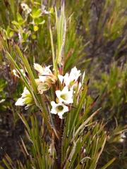 Dracophyllum