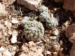 Pediocactus bradyi