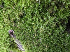 Dicranella heteromalla