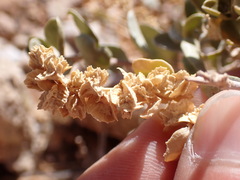 Atriplex confertifolia