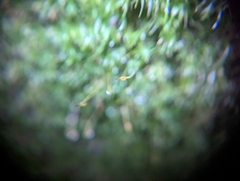 Dicranella heteromalla