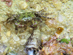 Pachygrapsus transversus