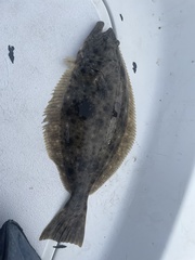 Paralichthys californicus